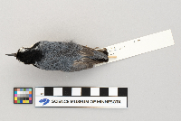 Sitta canadensis image