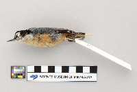 Sitta canadensis image