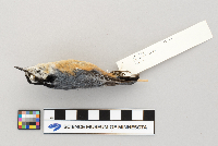 Sitta canadensis image