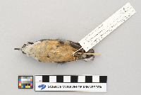 Sitta canadensis image