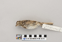 Melospiza melodia image