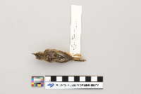 thumbnail image of current specimen
