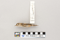 thumbnail image of current specimen