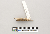 thumbnail image of current specimen