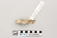 thumbnail image of current specimen