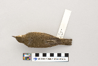 Catharus ustulatus image