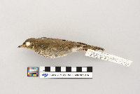 Catharus ustulatus image