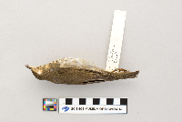 Catharus ustulatus image