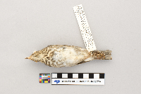 Catharus ustulatus image
