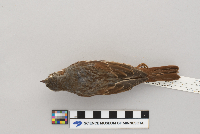 Passerella iliaca image