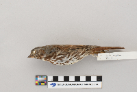 Passerella iliaca image