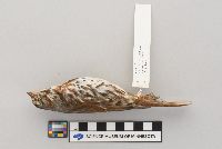 Passerella iliaca image