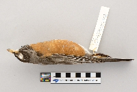 Turdus migratorius image