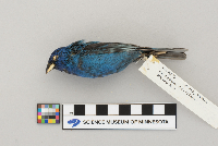 Passerina cyanea image