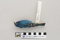 Passerina cyanea image