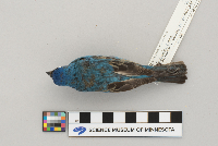 Passerina cyanea image