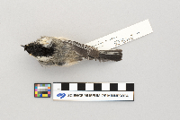 Parus atricapillus image