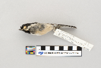 Parus atricapillus image