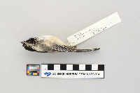 Parus atricapillus image