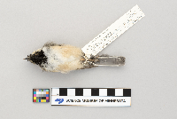 Parus atricapillus image