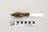 Cistothorus platensis image