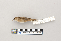 Cistothorus platensis image