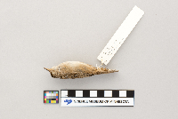 Cistothorus platensis image