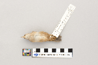 Cistothorus platensis image