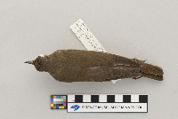 thumbnail image of current specimen