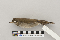 thumbnail image of current specimen