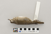 thumbnail image of current specimen