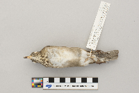 thumbnail image of current specimen