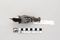 Sitta carolinensis image