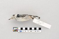 Sitta carolinensis image