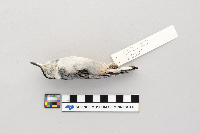 Sitta carolinensis image