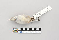 Sitta carolinensis image