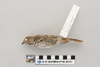 Melospiza melodia image