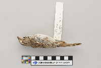 Melospiza melodia image