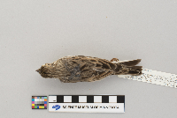 Pooecetes gramineus image