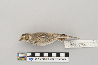 Pooecetes gramineus image