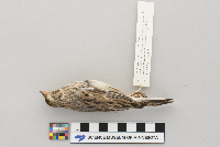 Pooecetes gramineus image