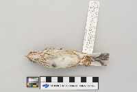 Pooecetes gramineus image