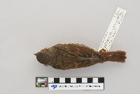 Passerella iliaca image