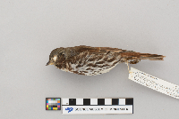 Passerella iliaca image