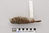 Passerella iliaca image