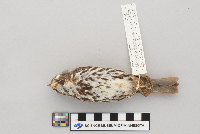 Passerella iliaca image