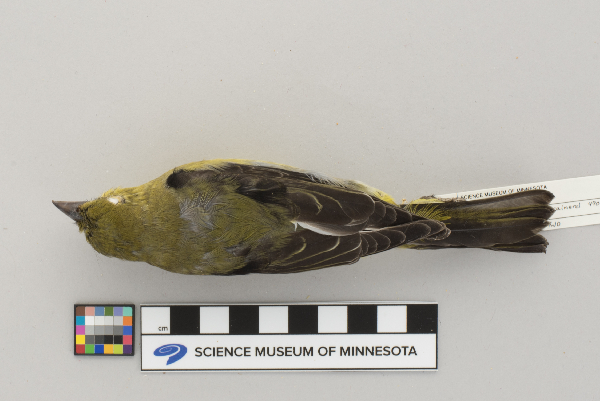 Thraupidae image