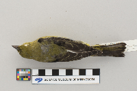 Piranga olivacea image