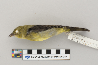 Piranga olivacea image