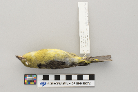 Piranga olivacea image